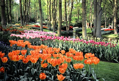 Wittemborg_keukenhof